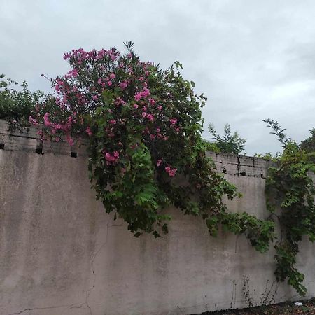 Le Clos Des Coquelicots Toulouse Eksteriør billede